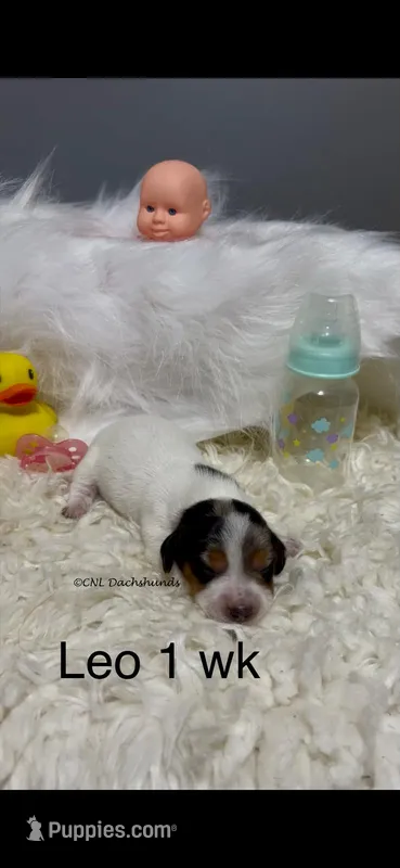 Leo – Miniature Dachshund puppy for sale in Brookhaven, MS