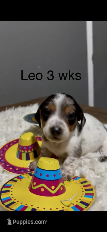 Leo – Miniature Dachshund puppy for sale in Brookhaven, MS