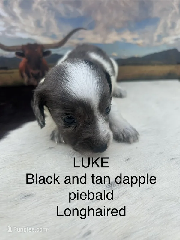 Luke – Miniature Dachshund puppy for sale in Brookhaven, MS