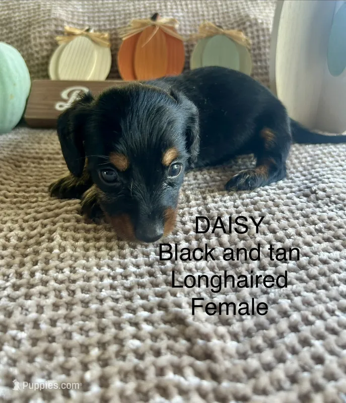 Daisy – Miniature Dachshund puppy for sale in Brookhaven, MS