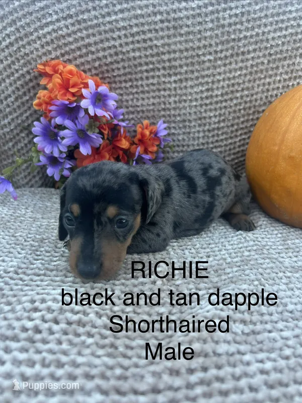 Richie – Miniature Dachshund puppy for sale in Brookhaven, MS