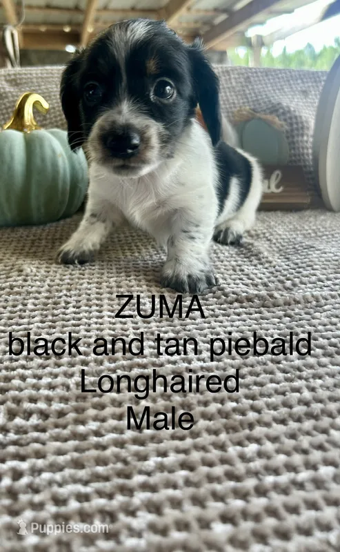 Zuma – Miniature Dachshund puppy for sale in Brookhaven, MS