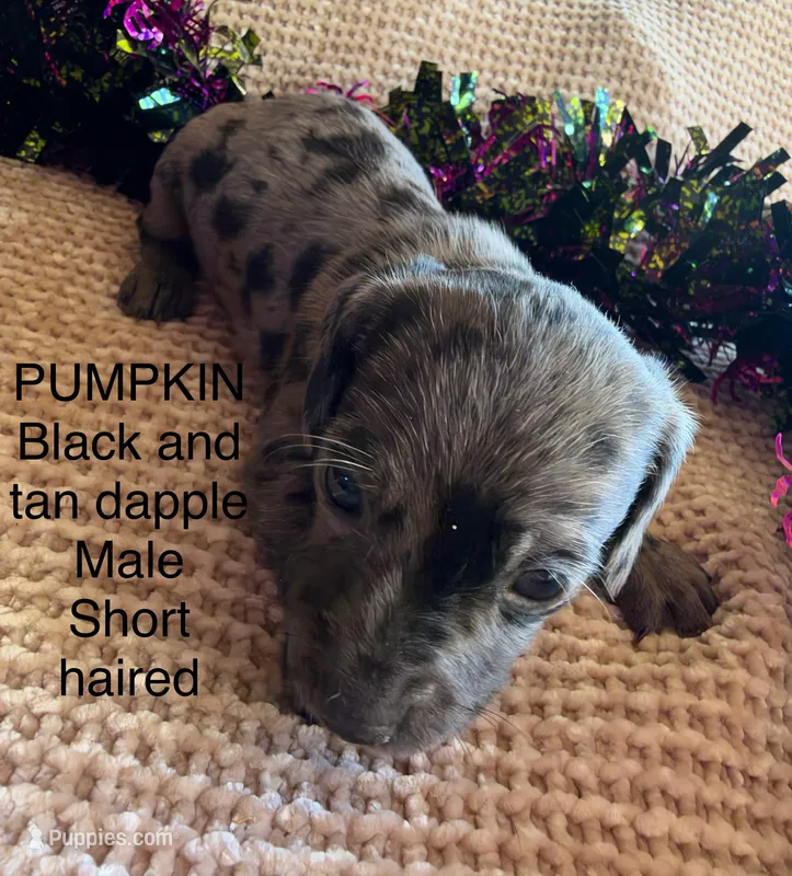 Pumpkin – Miniature Dachshund puppy on hold in Brookhaven, MS