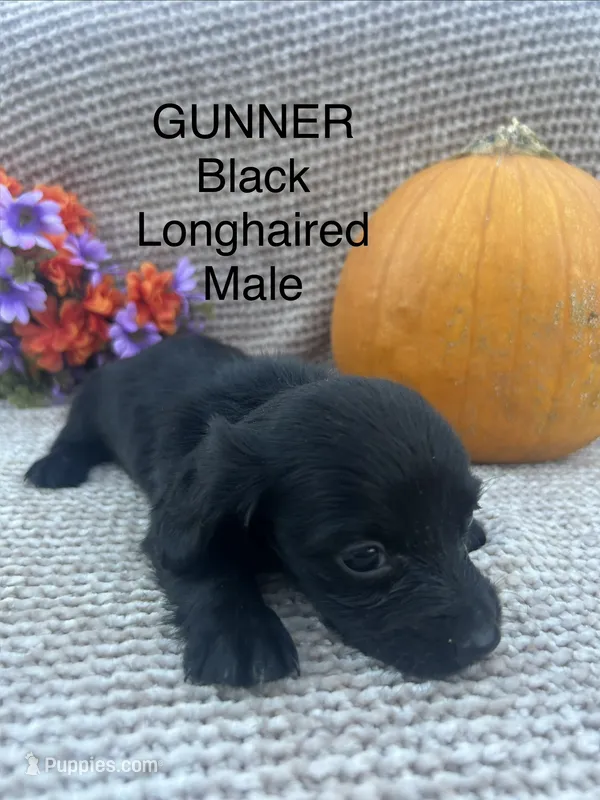 Gunner – Miniature Dachshund puppy for sale in Brookhaven, MS