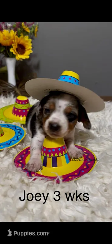 Joey – Miniature Dachshund puppy for sale in Brookhaven, MS