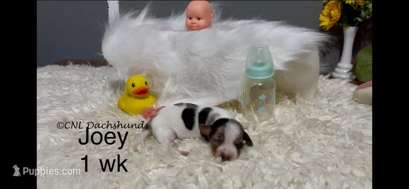 Joey – Miniature Dachshund puppy for sale in Brookhaven, MS