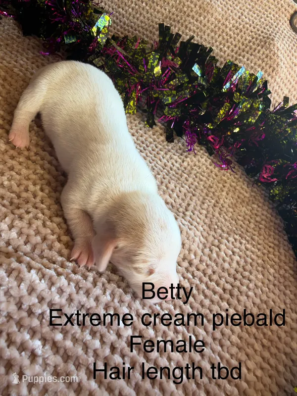 Betty – Miniature Dachshund puppy for sale in Brookhaven, MS