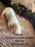 Betty, a female Miniature Dachshund for sale in Brookhaven, MS – 1 of 1