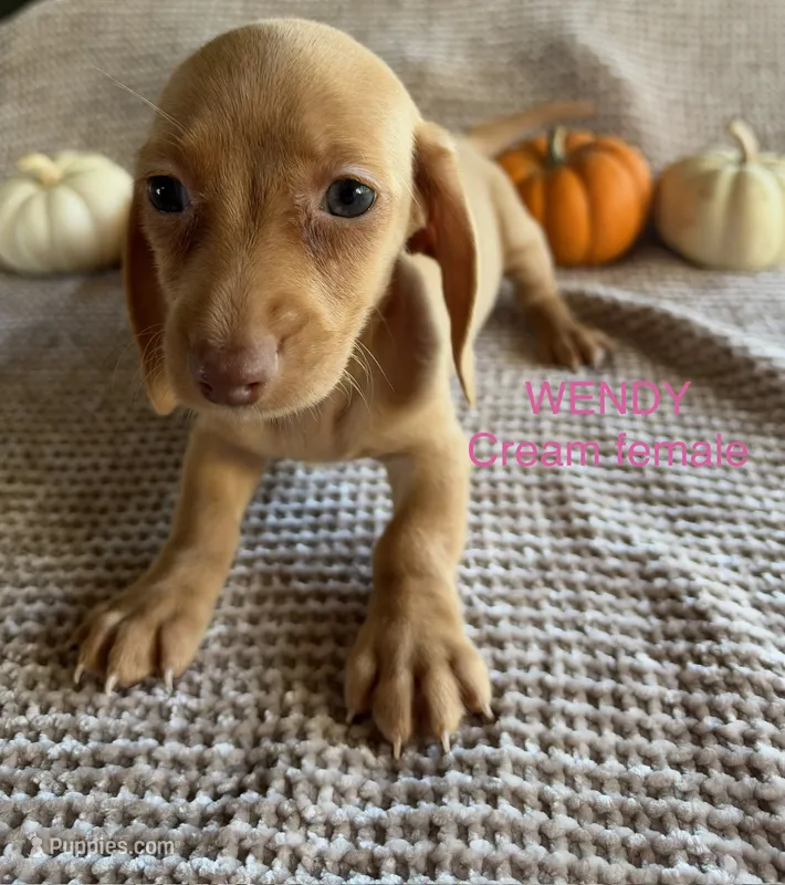 Wendy – Miniature Dachshund puppy for sale in Brookhaven, MS