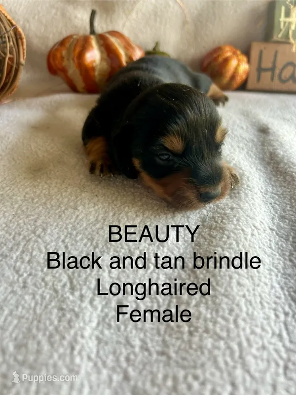Beauty – Miniature Dachshund puppy for sale in Brookhaven, MS