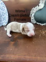 Wilma, a female Miniature Dachshund for sale in Brookhaven, MS – 1 of 1