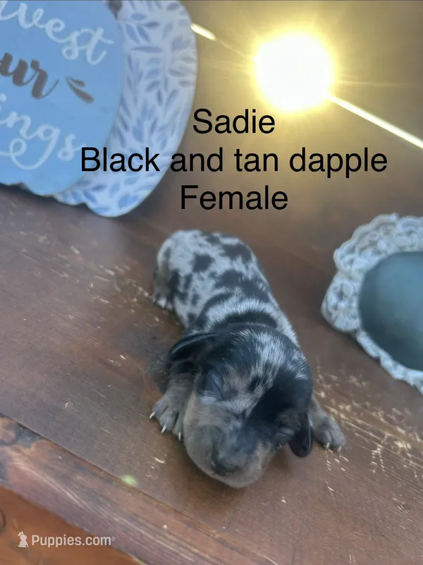 Sadie – Miniature Dachshund puppy for sale in Brookhaven, MS