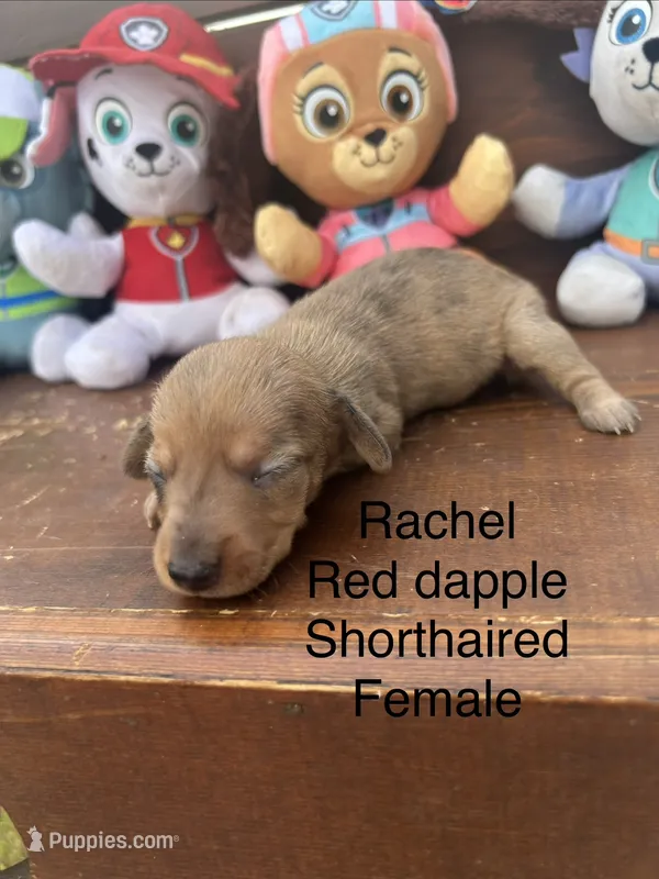 Rachel  – Miniature Dachshund puppy for sale in Brookhaven, MS