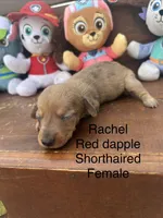 Rachel , a female Miniature Dachshund for sale in Brookhaven, MS – 6 of 7