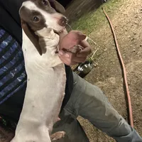 Tootsie, a female Miniature Dachshund for sale in Brookhaven, MS – Photo 3 of 3