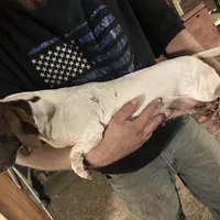 Tootsie, a female Miniature Dachshund for sale in Brookhaven, MS – Photo 2 of 3