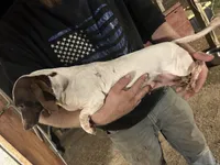 Tootsie, a female Miniature Dachshund for sale in Brookhaven, MS – Photo 2 of 3