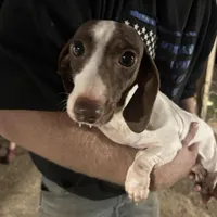 Tootsie, a female Miniature Dachshund for sale in Brookhaven, MS – Photo 1 of 3