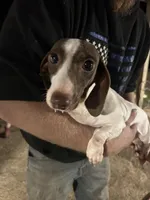 Tootsie, a female Miniature Dachshund for sale in Brookhaven, MS – Photo 1 of 3