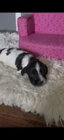 Sugar, a female Miniature Dachshund for sale in Brookhaven, MS – 2 of 3