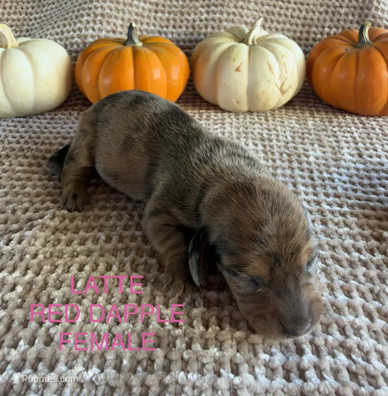 Latte – Miniature Dachshund puppy for sale in Brookhaven, MS