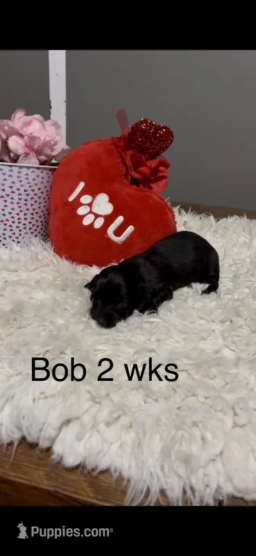 Bob