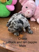Chase, a male Miniature Dachshund for sale in Brookhaven, MS – 2 of 2