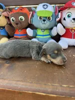 Bella, a female Miniature Dachshund for sale in Brookhaven, MS – 4 of 4