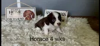Horace, a male Miniature Dachshund for sale in Brookhaven, MS – 5 of 7