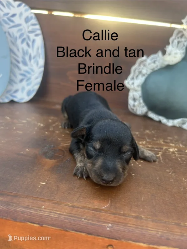 Callie – Miniature Dachshund puppy for sale in Brookhaven, MS