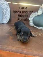 Callie, a female Miniature Dachshund for sale in Brookhaven, MS – 1 of 1