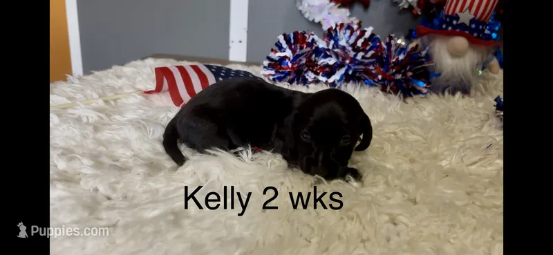 Kelly – Miniature Dachshund puppy for sale in Brookhaven, MS