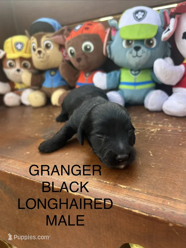Granger  – Miniature Dachshund puppy for sale in Brookhaven, MS