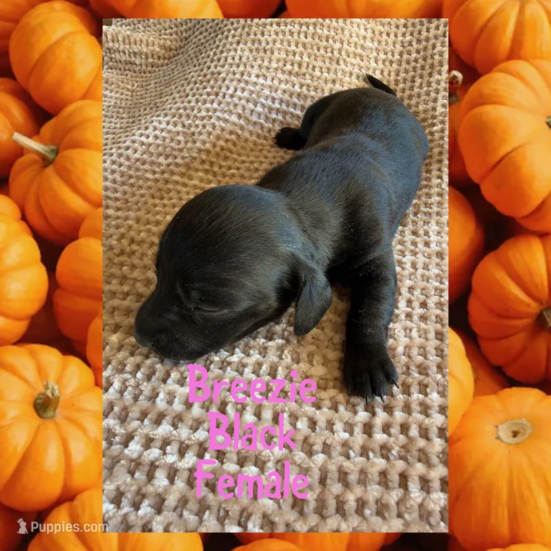 Breezie – Miniature Dachshund puppy for sale in Brookhaven, MS