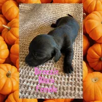Breezie, a female Miniature Dachshund for sale in Brookhaven, MS – 1 of 1