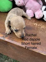 Rachel , a female Miniature Dachshund for sale in Brookhaven, MS – 5 of 7