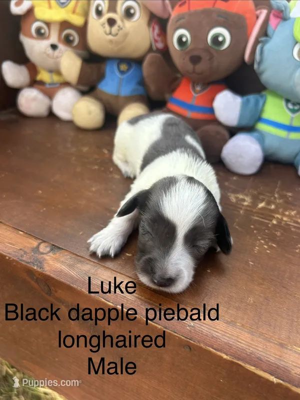 Luke – Miniature Dachshund puppy for sale in Brookhaven, MS