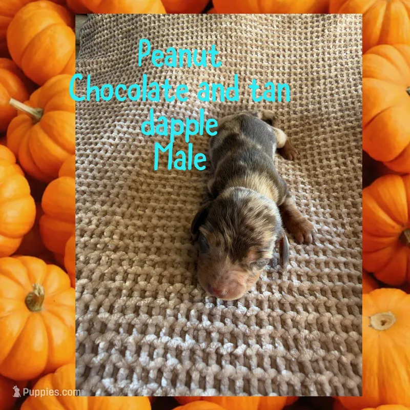 Peanut – Miniature Dachshund puppy for sale in Brookhaven, MS