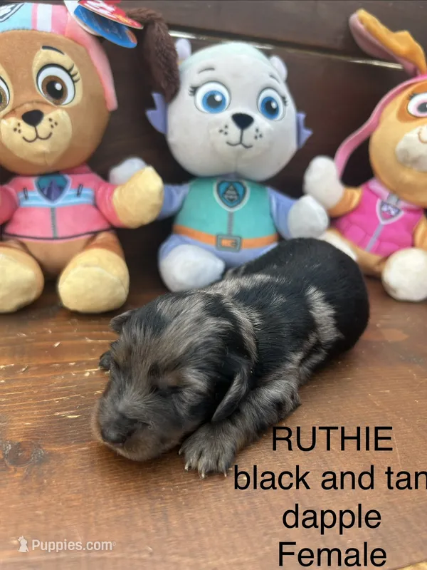 Ruthie  – Miniature Dachshund puppy for sale in Brookhaven, MS