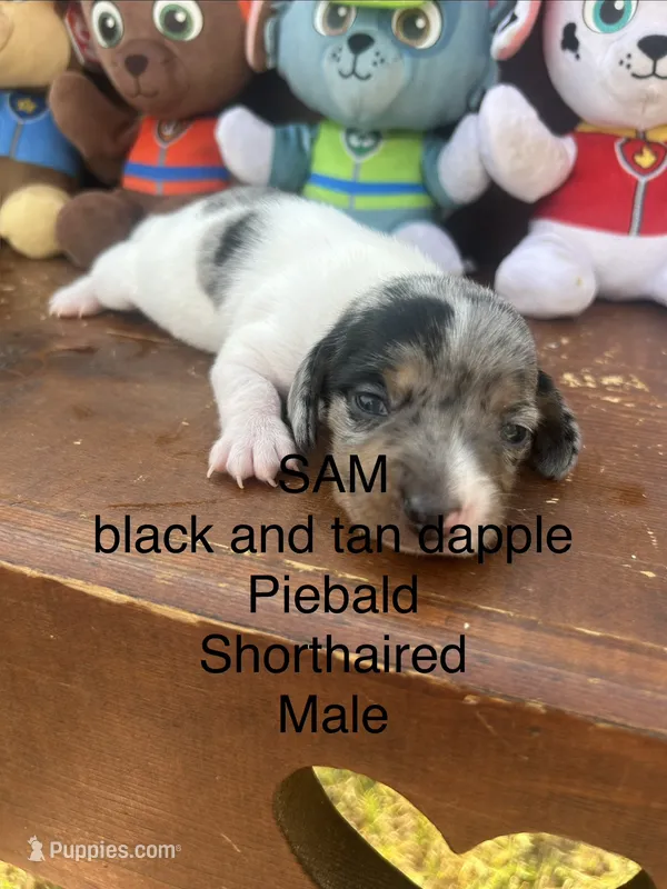 Sam – Miniature Dachshund puppy for sale in Brookhaven, MS