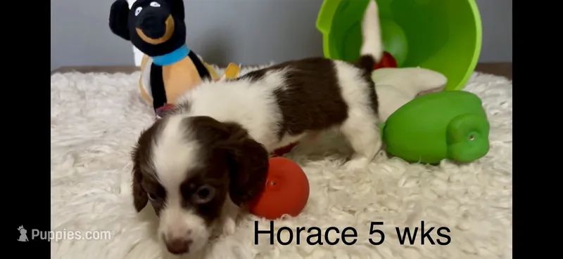 Horace – Miniature Dachshund puppy for sale in Brookhaven, MS