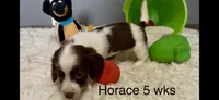 Horace, a male Miniature Dachshund for sale in Brookhaven, MS – 1 of 7