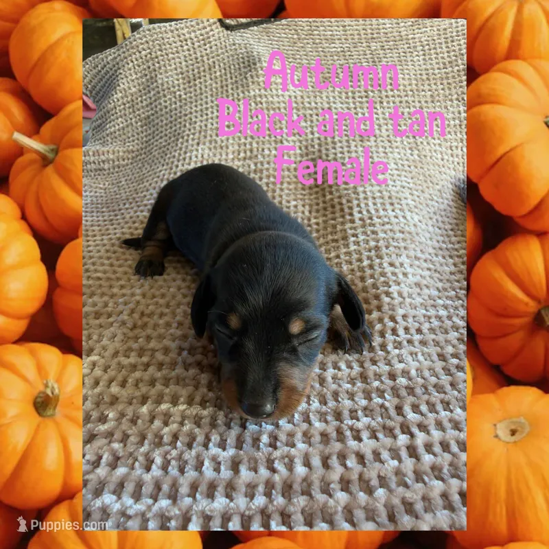 Autumn – Miniature Dachshund puppy for sale in Brookhaven, MS