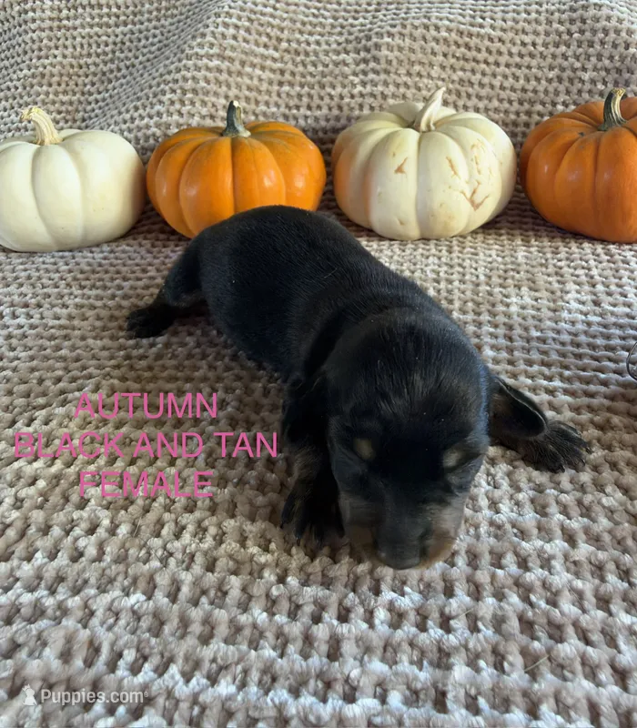 Autumn – Miniature Dachshund puppy for sale in Brookhaven, MS