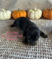 Autumn, a male Miniature Dachshund for sale in Brookhaven, MS – 1 of 1