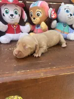 Wendy, a female Miniature Dachshund for sale in Brookhaven, MS – 7 of 7
