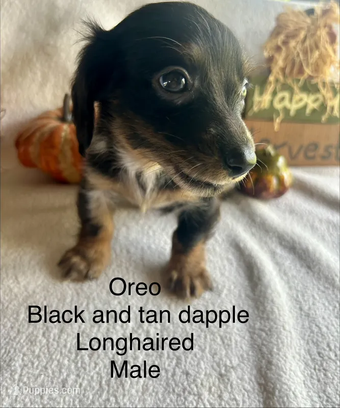 Oreo – Miniature Dachshund puppy for sale in Brookhaven, MS