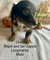 Oreo, a male Miniature Dachshund for sale in Brookhaven, MS – 2 of 7