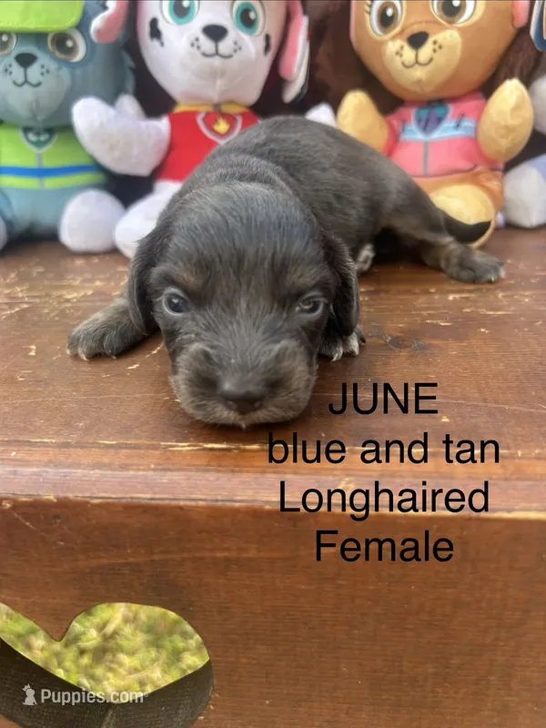 June – Miniature Dachshund puppy for sale in Brookhaven, MS