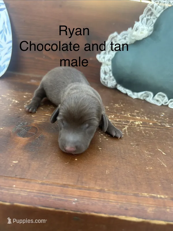 Ryan – Miniature Dachshund puppy for sale in Brookhaven, MS